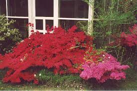 Image result for Azalea azaleas