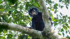 Meet the Orange-Lipped Monkey: A New Primate Species Discovered in the DRC That Could Become the Next Conservation Icon