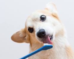 puppy having its teeth brushedの画像