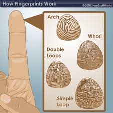 Résultat de recherche d'images pour "fingerprint types"