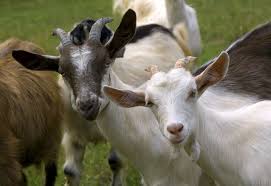 Image result for GOAT