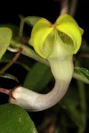 Image result for Ceropegia racemosa