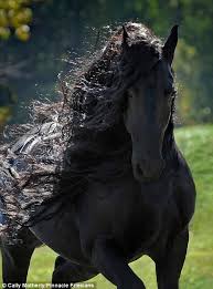 Image result for HORSE