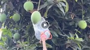 आम तोड़ने के लिए बंदे ने निकाला तगड़ा जुगाड़, ऐसे तोड़ा तो बिना जमीन पर गिरे सीधा टोकरी में आएगा ‘फलों का राजा’