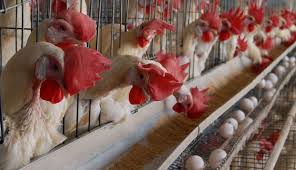 Image result for poultry farming