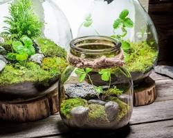 Nhà Cỏ Cây - Hiện thực hóa ý tưởng terrarium độc đáo của bạn ✨