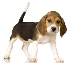 Znalezione obrazy dla zapytania Beagle