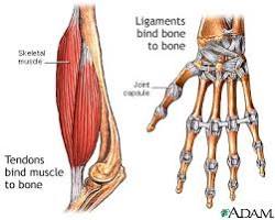 Image of Tendons