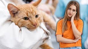 Alerta en el mundo por virus mortal que ataca a los gatos: ¿qué es y cuáles son sus síntomas?