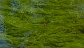 Image result for sagwan image green tree image