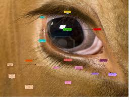 Image result for eyeball enucleation cattle