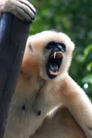 Image result for gibbon