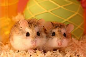 Resultado de imagen de hamster roborowski