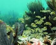 Image of John Pennekamp Coral Reef State Park, Key Largo