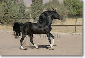 Image result for IRAN HORSES