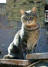 Image result for roman cats