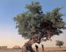 Image of Fig tree Egypt