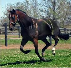 Bildergebnis für ‫السفن اقدم وسائل النقل في العالــــم‬‎