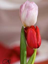 Image result for ‫عشق‬&lrm;
