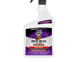 Image of Bed bug