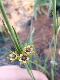 Image result for Aspidoglossum araneiferum
