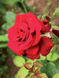 Resultado de imagem para pessoa plantando rosa desenho