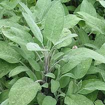 images?q=tbn:ANd9GcQAa2finvZsXXoWCfZv3-x9mwjUISSmQ2Gu33R6Qv5Rn-oz-Wri