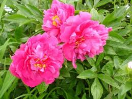 Картинки по запросу піонії