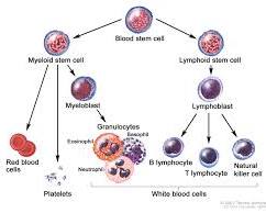 Image of White blood cells