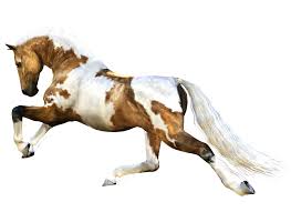 Image result for HORSE