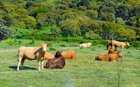 Sardegna, quarto focolaio di dermatite nodulare contagiosa nei bovini: 179 capi abbattuti