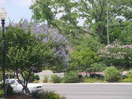 Tetradium daniellii var. hupehensis에 대한 이미지 검색결과