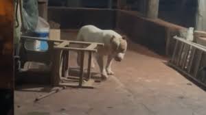 Mulher é morta após ser atacada pelo próprio pitbull em casa no MA