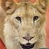Young male lion debuts soon at Cleveland Metroparks Zoo