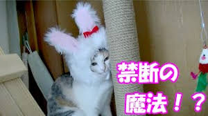 Image result for ねこ吉