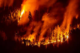 British Columbia Forest Fires Surge: Campfire Bans and Community Impacts