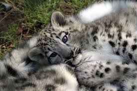 Résultat de recherche d'images pour "snow leopard biting tail"