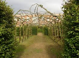 Image result for Espalier