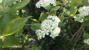 Image result for mustamarja-aronia