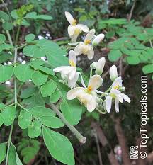Image result for horseradish tree