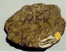 Image of Limestone rock with visible fossils