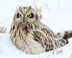 コミミズクの画像