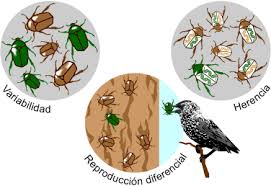 Resultado de imagen para adaptacion y especiacion biologia
