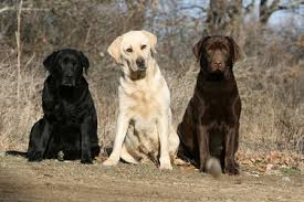 Image result for black labrador retriever puppies