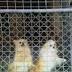 Inquiry told Hunter puppy farms traumatising animals