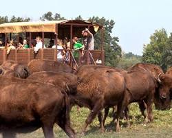 Image of Wild Winds Buffalo Preserve