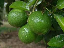 Bildresultat för limón fruta