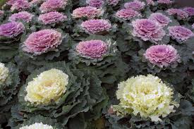 kale plant ile ilgili görsel sonucu