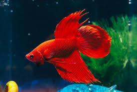 images?q=tbn:ANd9GcQB_u7GEPb2bJlCCtEAGI4