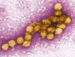 west nil virus